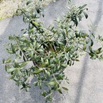 牛窓ジェラート工房 コピオ - 