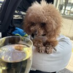 アガリコ 新宿 オリエンタルビストロ - シェリと乾杯♪