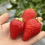 姫路ハートフル観光農園 - 