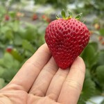 姫路ハートフル観光農園 - 