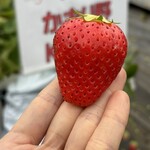 姫路ハートフル観光農園 - 