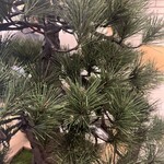 スシエビスHana - 