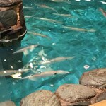 Kawatarou - 生簀で泳ぐイカ