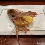 千陽 - 青森深浦産のボタン海老