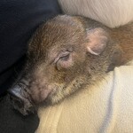 マイピッグ カフェ - 料理写真: