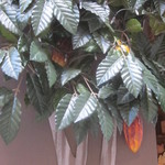 ピエール マルコリーニ - カカオの実？