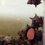 季節料理 匠 - 玄関の水槽②（サザエ）