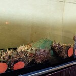 季節料理 匠 - 玄関の水槽①（サザエ）