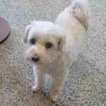 OwL - OwLちゃん(>ω<)ノ