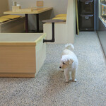 OwL - そしてお店のアイドル､