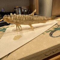 鮨天知州 - 起立笑。生ししゃもの天ぷら(だったような)。衣が軽くカラリと食べやすい。うま〜。