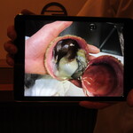 江戸前鮨 二鶴 - タブレットで、とり貝の中身、名前の由来