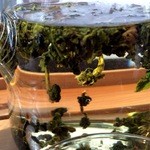 qilin - 迂闊なことに銘柄を失念（；；）