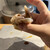 立喰い寿司 あきら - 料理写真:とり貝