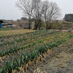 手打ち らーめん 響 - 自家栽培のネギ畑！山の中の雰囲気満点です！