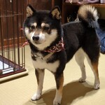 浅草の豆柴カフェ - 