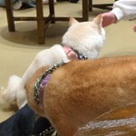 浅草の豆柴カフェ - 