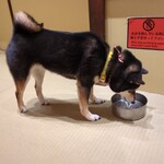 浅草の豆柴カフェ - 