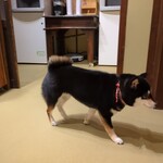 浅草の豆柴カフェ - 