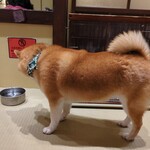 浅草の豆柴カフェ - 