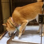 浅草の豆柴カフェ - 