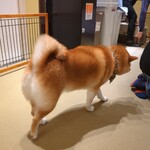 浅草の豆柴カフェ - 