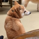 浅草の豆柴カフェ - 