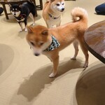 浅草の豆柴カフェ - 