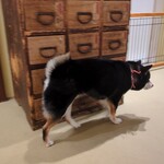 浅草の豆柴カフェ - 