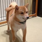 浅草の豆柴カフェ - 