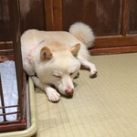 浅草の豆柴カフェ - 