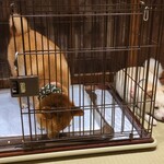 浅草の豆柴カフェ - 