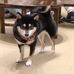 浅草の豆柴カフェ - 