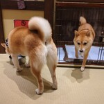 浅草の豆柴カフェ - 