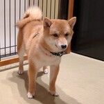 浅草の豆柴カフェ - 