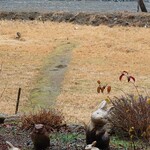 くつきそば 永昌庵 - 