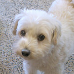 OwL - 看板わんこも可愛いよ(>ω<)ﾉ