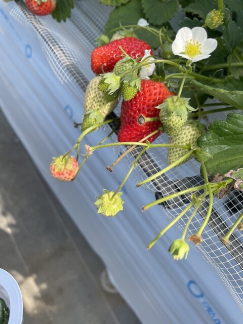 山元いちご農園 - 山下（その他）の写真