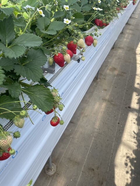 山元いちご農園 - 山下（その他）の写真