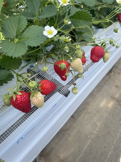 山元いちご農園 - 山下（その他）の写真