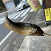 羽田屋川魚店