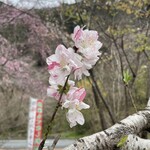 桜カフェ - 
