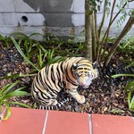 Hungry Tiger - 