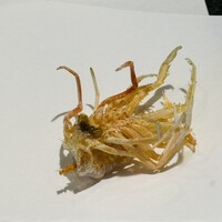 銀座 天一 博多店 - 