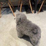 Cozy-cafe DAIN - 看板犬