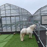ちあきのいちご園 - ポニーがいます。