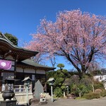 Marugame Seimen - 密蔵院の安行桜