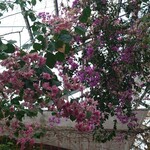 西島園芸団地 - 