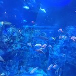 居酒屋 たんたん - 鳥羽水族館は、50年ぶりだなぁ