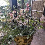 喫茶 吉野 - 入口にも木瓜の花。素敵!